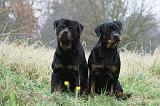 ROTTWEILER 391